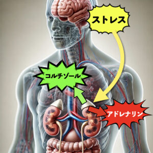 ストレスと生体反応